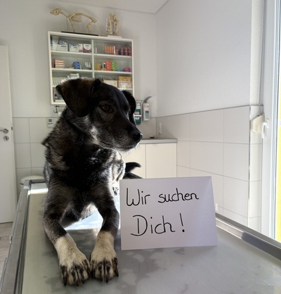 Hund auf Behandlungstisch