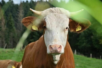 Kuh auf Wiese Kuh auf Wiese